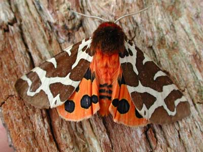 photos/wildlife/Invertebrate_Species/Butterflies/Tiger Moth/Garden Tiger 1.jpg